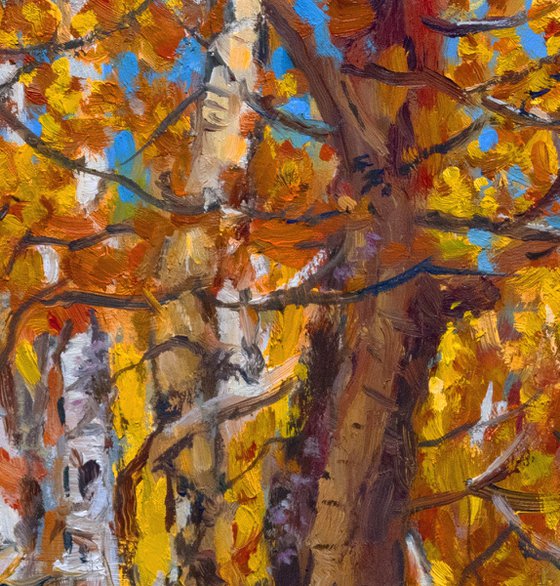 Aspens in Autumn Colors