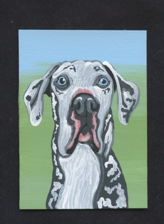 Harlequin Great Dane