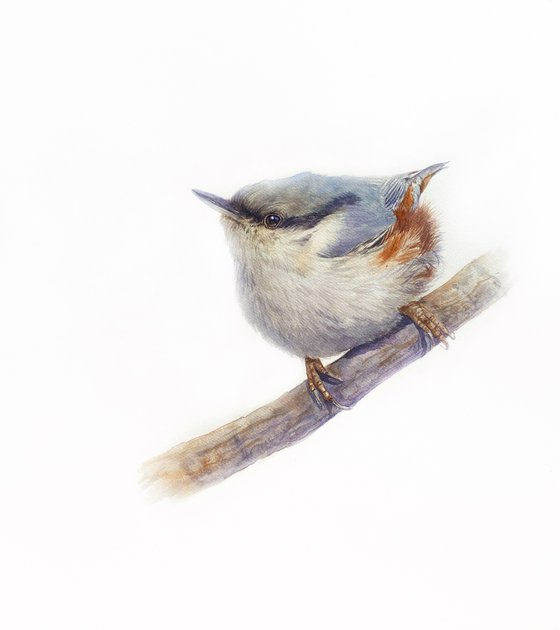 Nuthatch & Blue Tit (Set of 2)