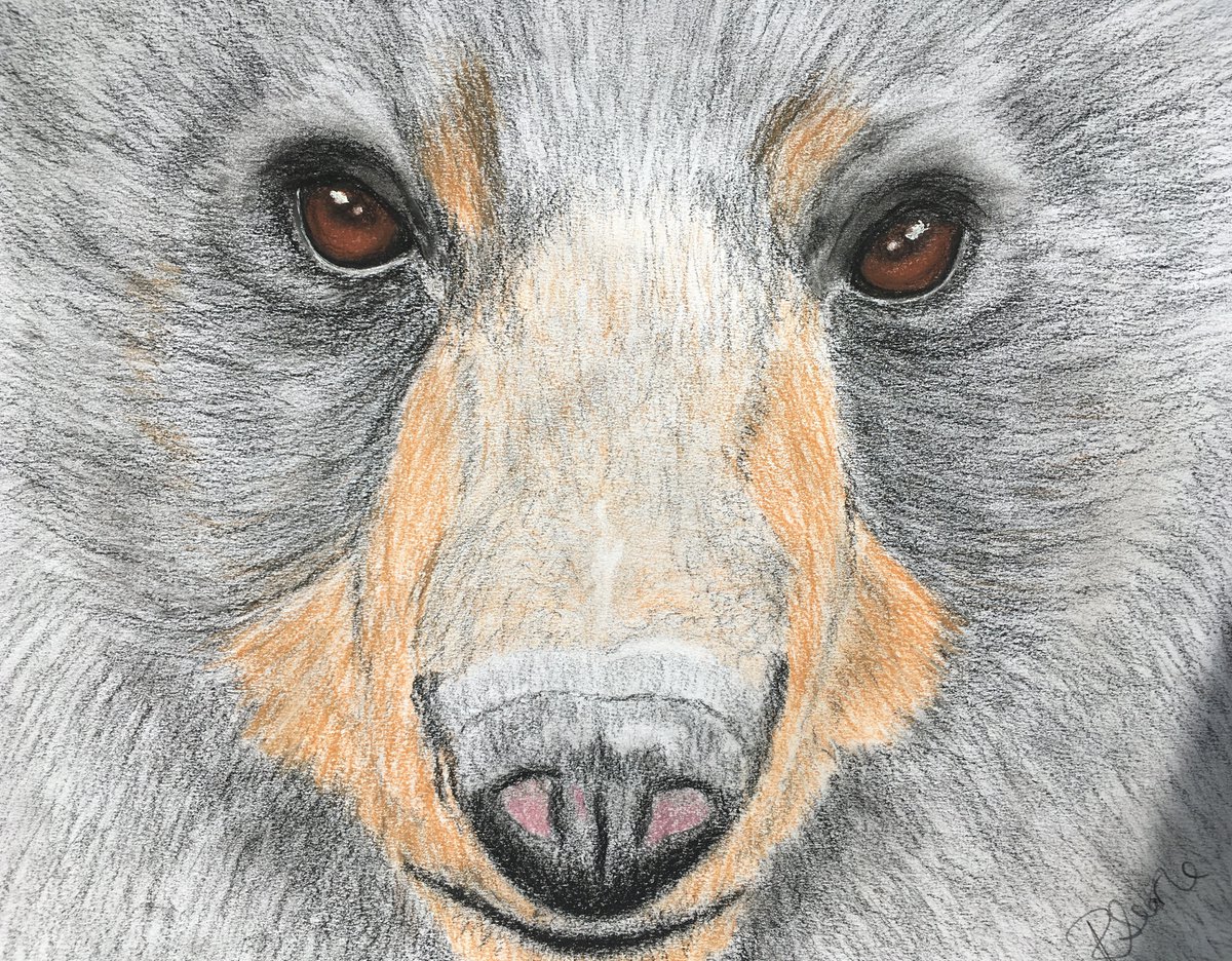 Bear portrait by Ruth Searle