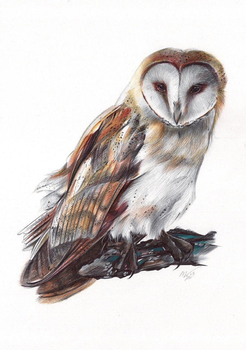 Barn Owl - Bird Portrait (Realistic Ballpoint Pen Drawing) by Daria Maier