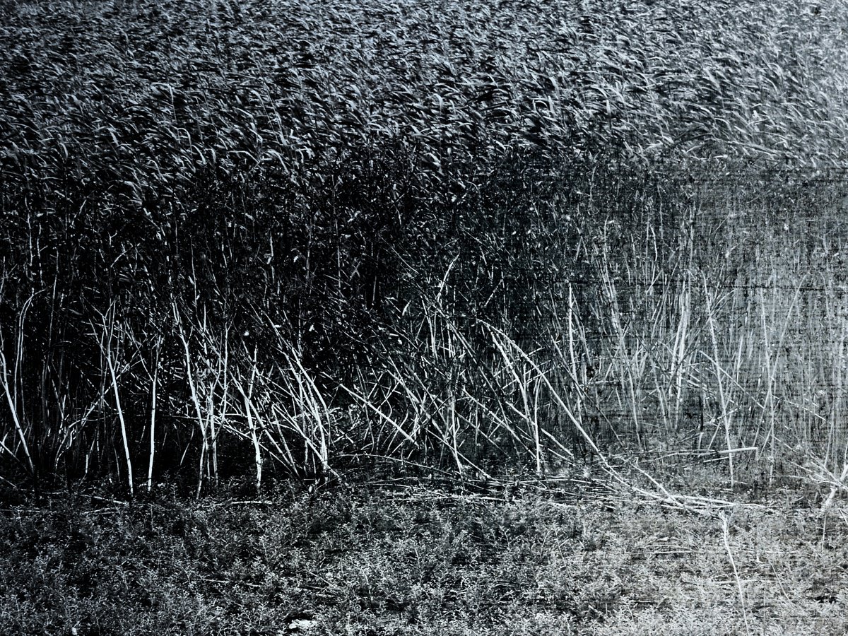 River of reed by Elena Zapassky