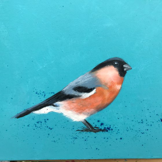 Bullfinch ~ on duck egg blue