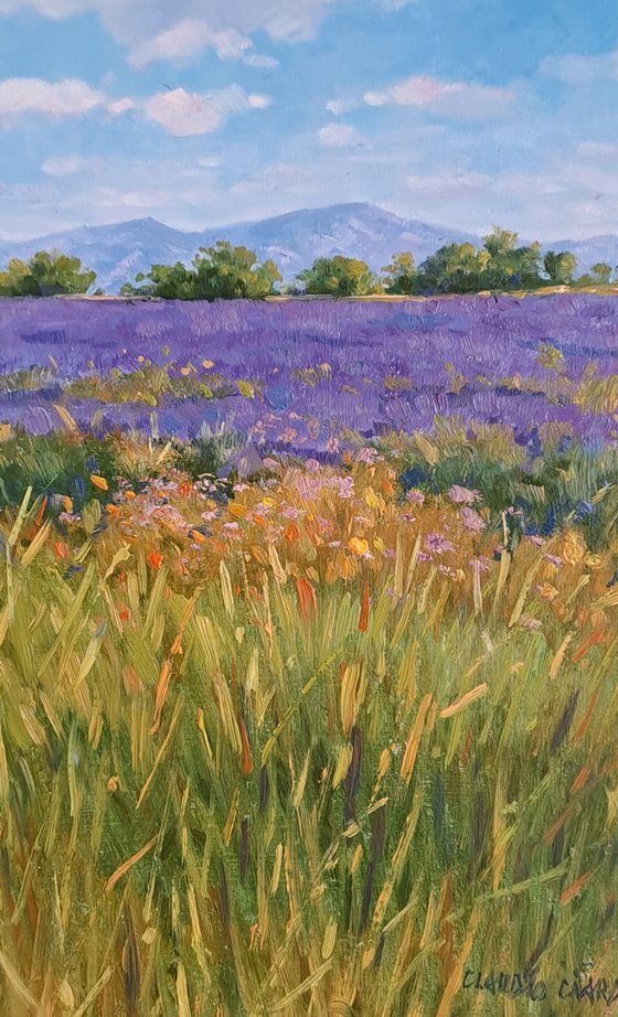 Fields of lavander