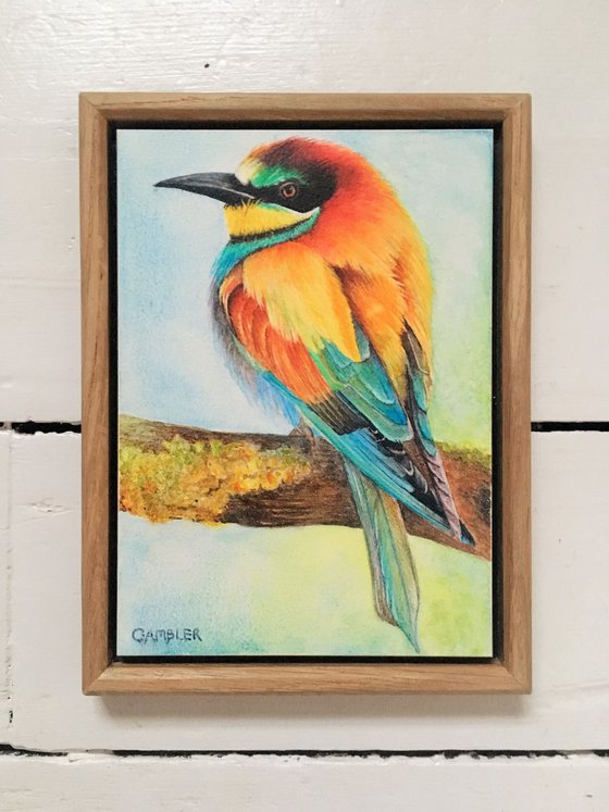 European Bee Eater