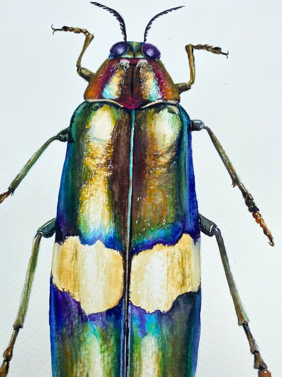 Radiant Majesty: Chrysochroa Edwardsi Beetle