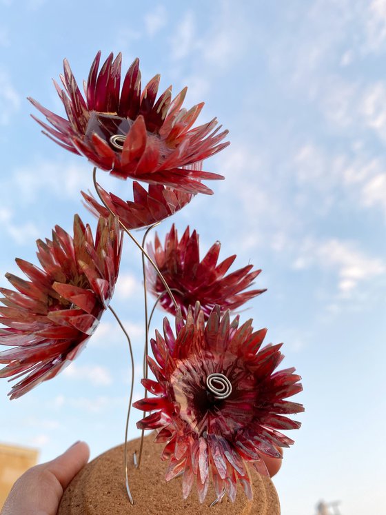 Burgundy bloom