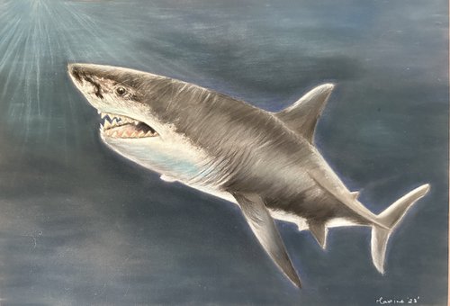 Shark by Maxine Taylor