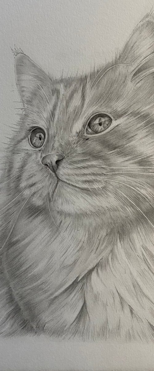 Graphite cat drawing by Bethany Taylor