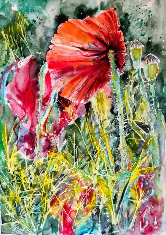 Poppy