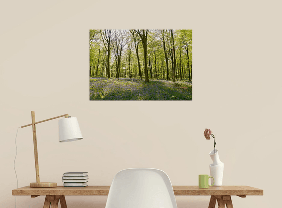 Micheldever Wood in Springtime