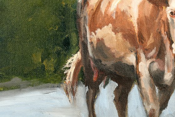 Simmental cow on road