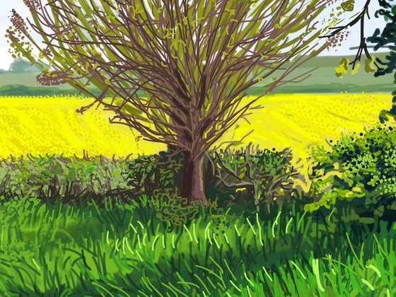 Spring Oak Tree, Newburgh, North Yorkshire