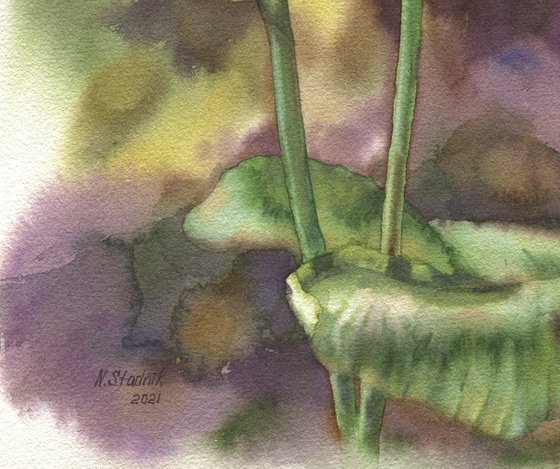 Ukrainian watercolour. Nuphar lutea, yellow jugs