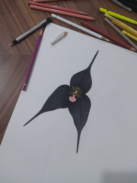 Black Orchid (Ikebana)
