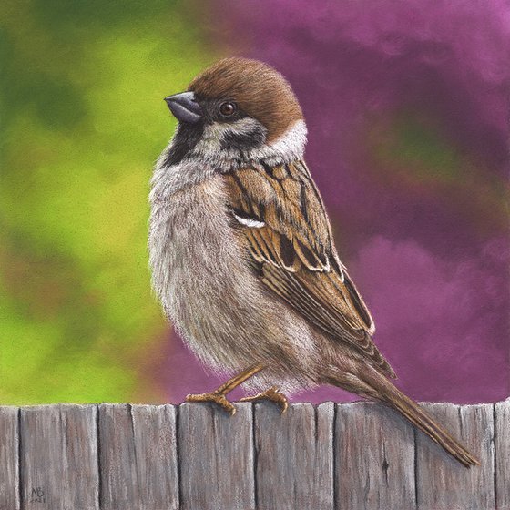 Original pastel drawing bird "Tree sparrow"