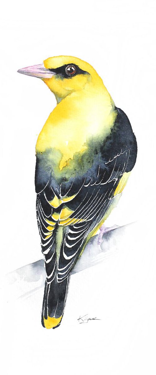 Golden Oriole, wildlife, birds and nature watercolour by Karolina Kijak