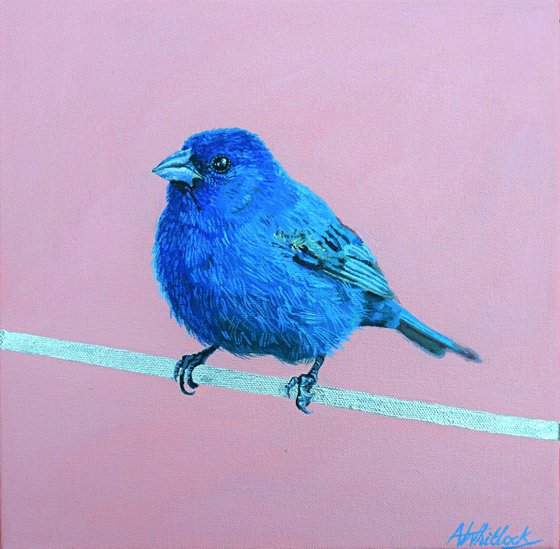 Indigo Bunting - Bird on Wire Series