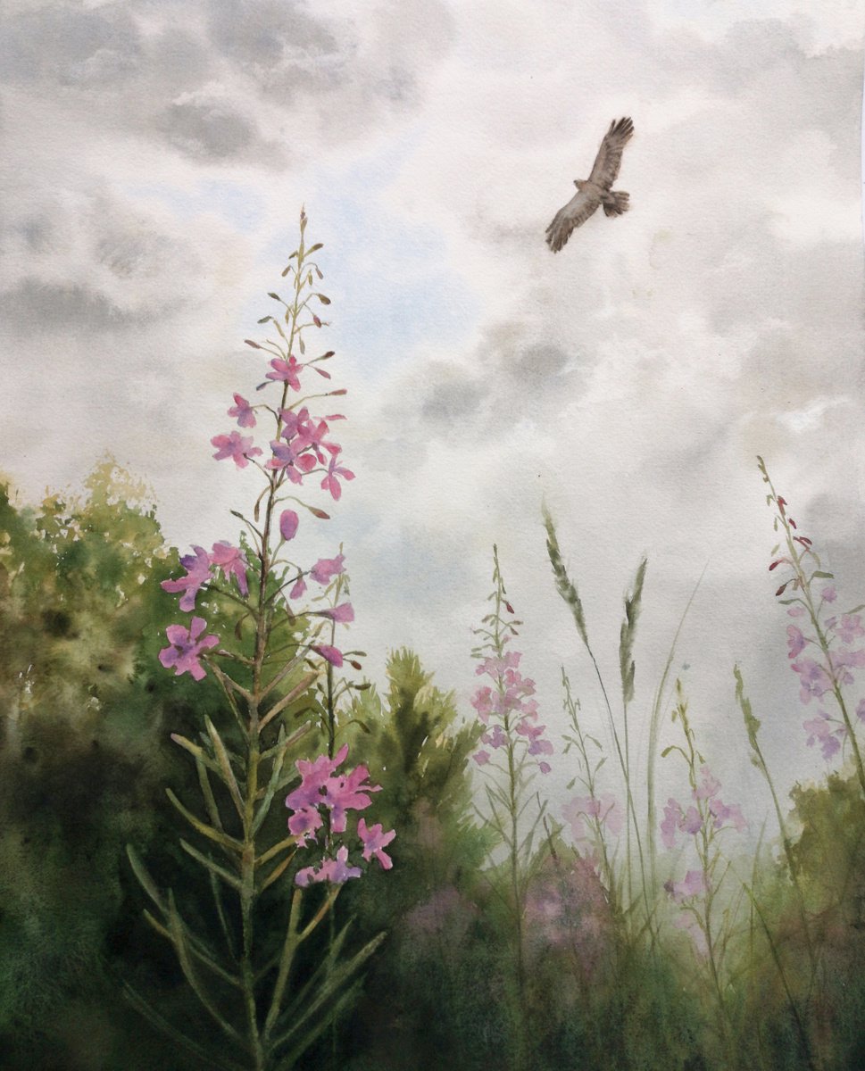Look Up Into the Sky - Eagle soaring in the sky - flowering willowherb by Olga Beliaeva Watercolour