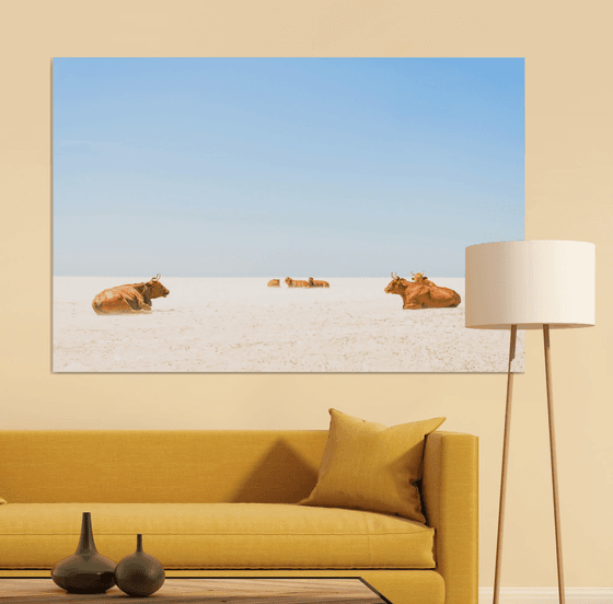 SUNBATHING COWS