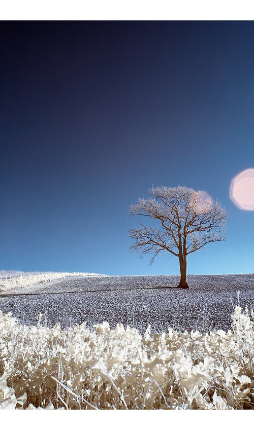 Kithurst Tree by Ed Watts
