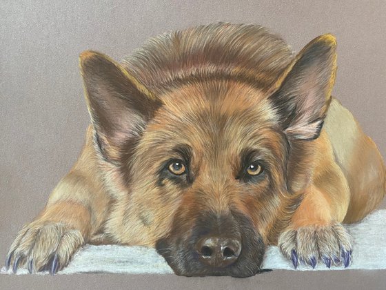 Alsatian dog