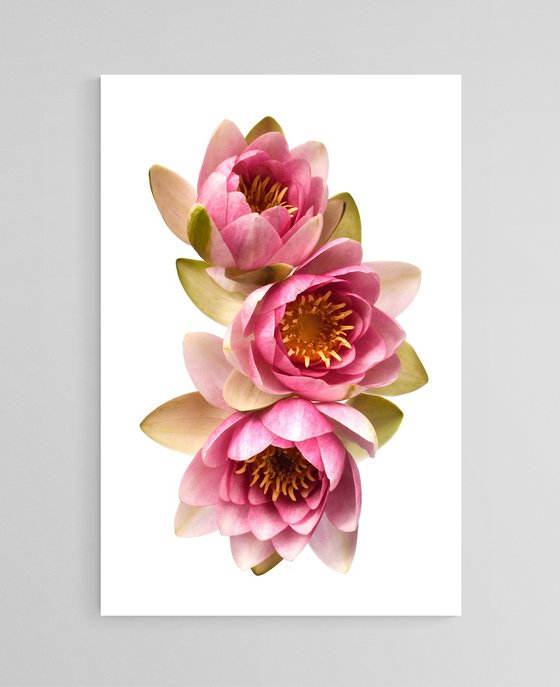 Blush Pink Water Lilies