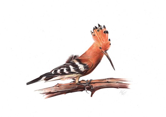 Eurasian Hoopoe