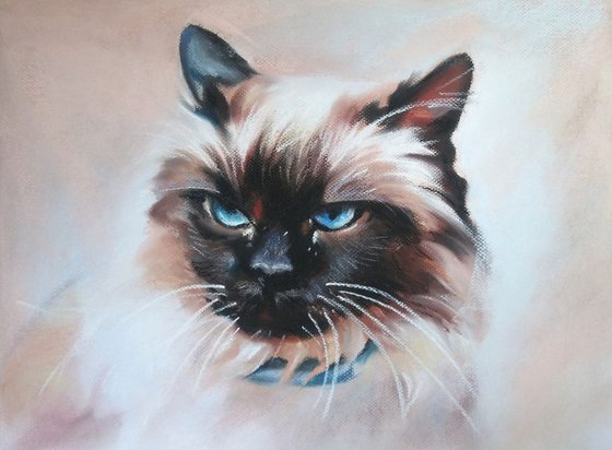 Siamese cat