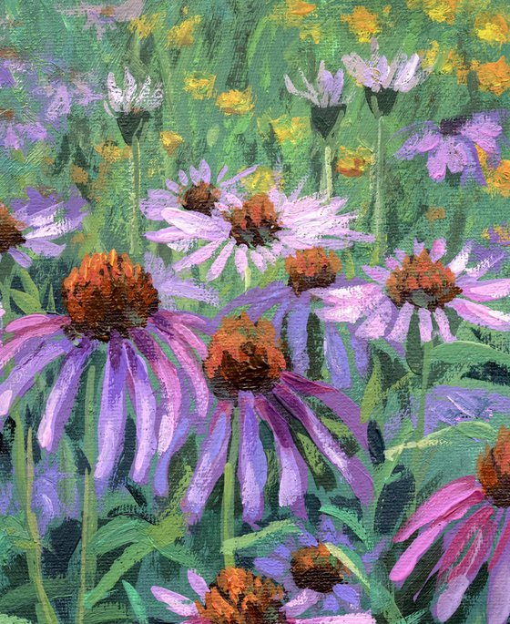 Purple Coneflowers