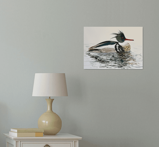 Red-breasted Merganser Male