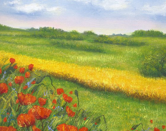 Red poppies field
