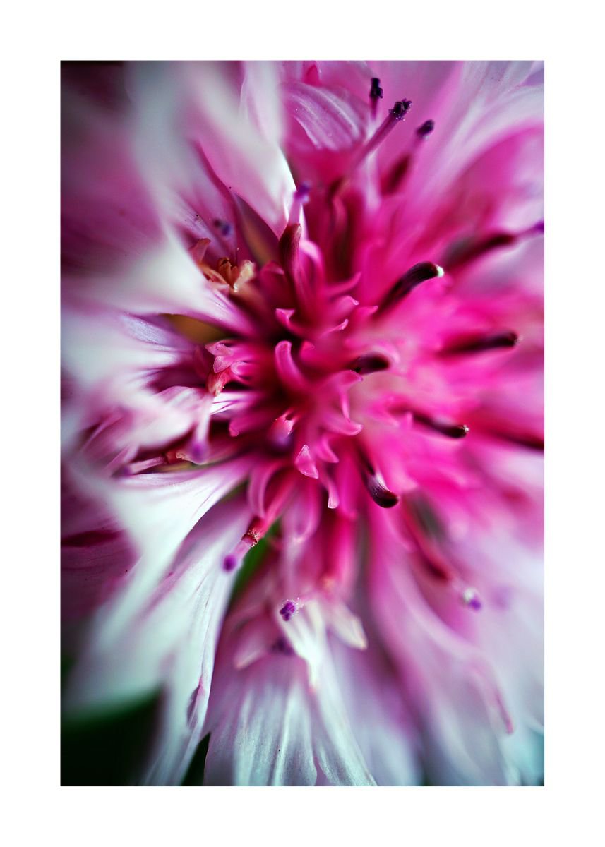 Abstract Pop Color Nature Photography 02 (LIMITED EDITION OF 15) by Richard Vloemans