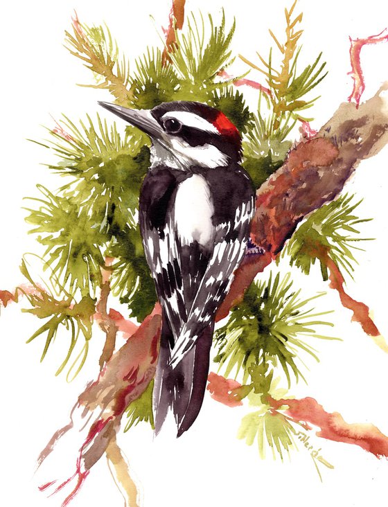 dawny woodpecker