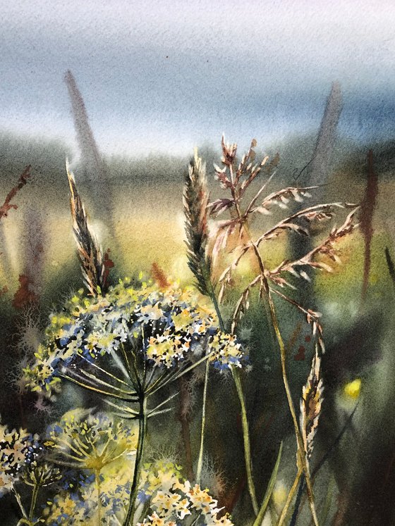 Wildflower meadow