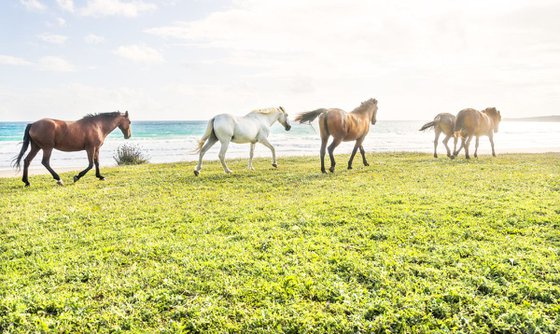 BEACH HORSES 1.