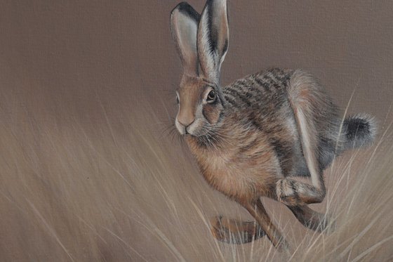 Hare in the Meadow's Embrace