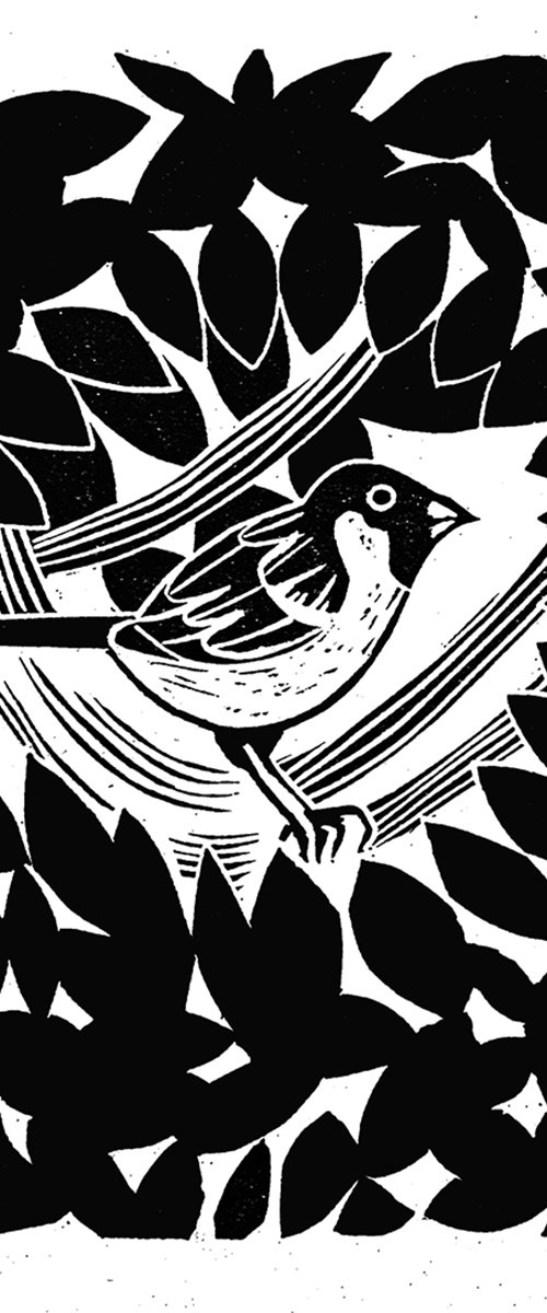 Sparrow by Amanda Ribbans