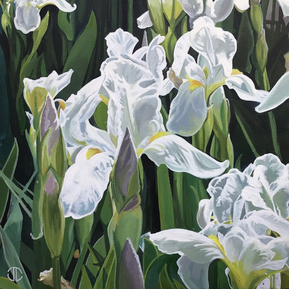  White Iris By Joseph Lynch, 20 X 20, Artwork For Sale On Artfinder