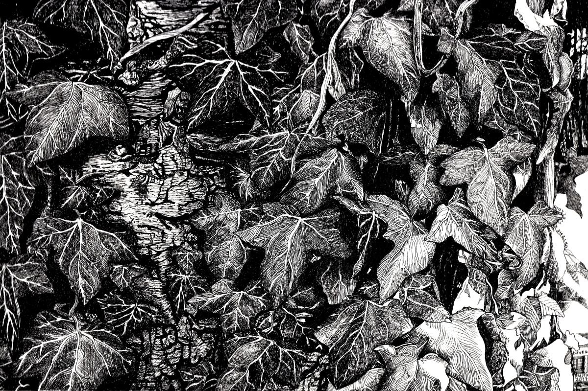 Photorealistic Botanical Ink Drawing By Nives Palmic, 12 X 8", From Darkness To Light, Original Artwork