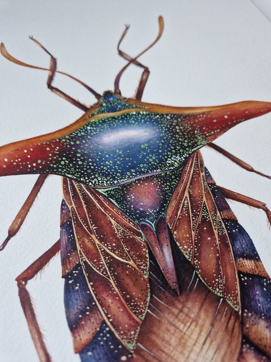 Pygoplatys lancifer, the Ornate Shield Bug, the Bull Horn Stink Bug