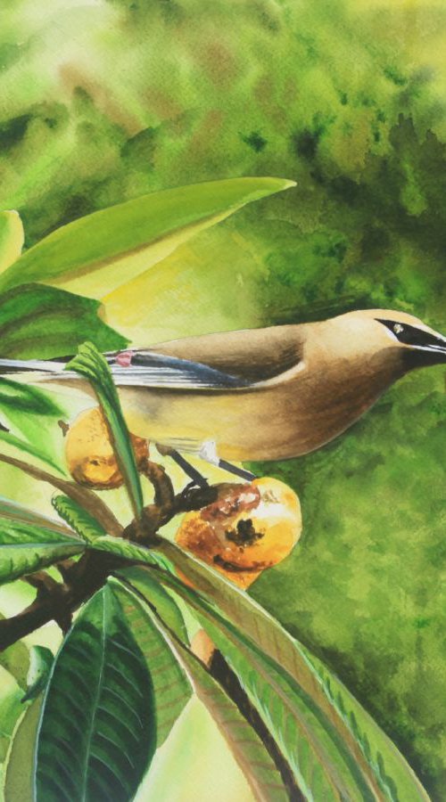 Cedar Waxwing by Leslie McDonald, Jr.