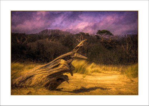 Driftwood Tree in Sand Dunes by Martin  Fry