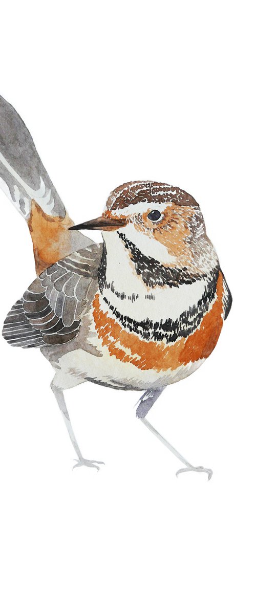 Dappled bird by Karina Danylchuk