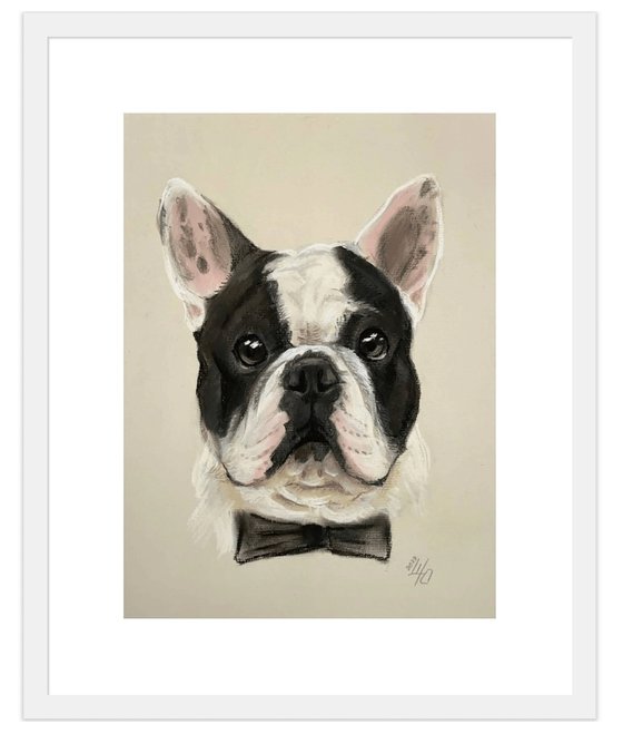 Black and white funny french bulldog