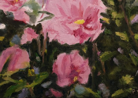 Purple Rose of Sharon Blossoms