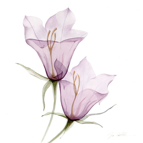 Transparent Bellflower