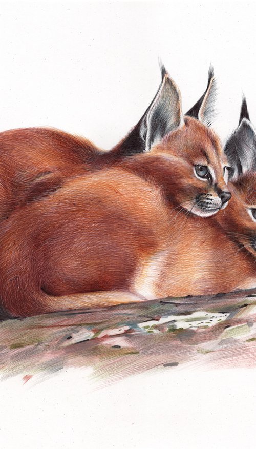 Caracal - Animal Portrait by Daria Maier