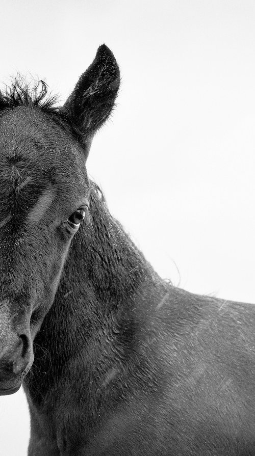 SPRING FOAL 2. by Andrew Lever