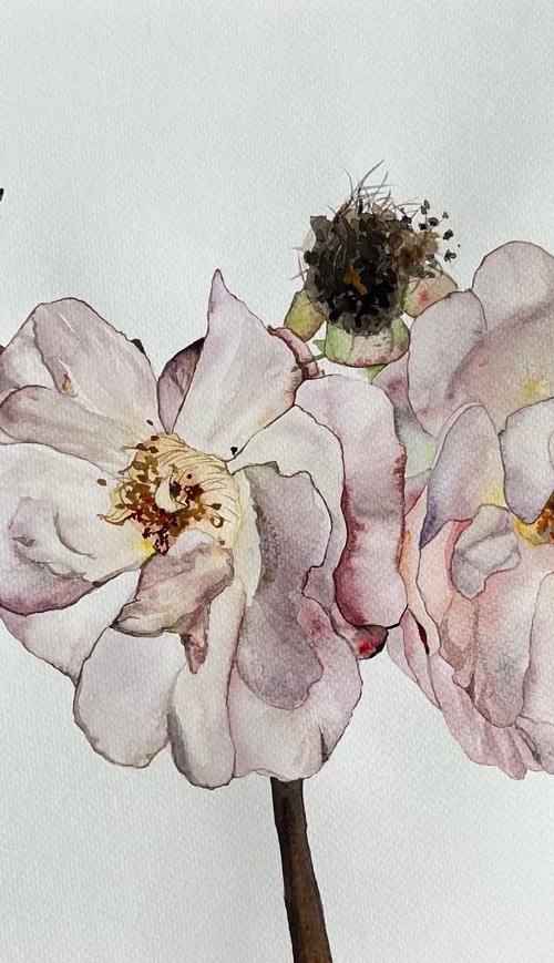 Duo roses pastel by Myroslava Denysyuk